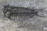 Plate of Four Ceraurus Trilobites - Walcott-Rust Quarry, NY #138810-8